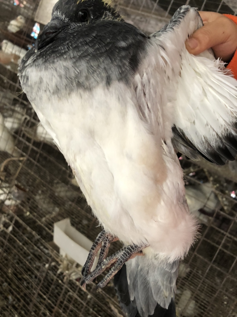 【品质现货】肉鸽精品鸽基地养殖量大从优欢迎咨询