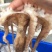 八爪鱼海鲜鲜活水产冷冻小章鱼迷你八抓鱼章鱼足长腿大爆头
