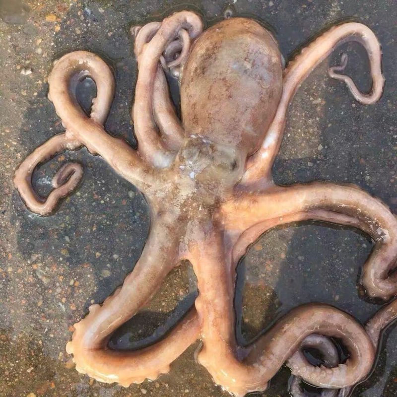 八爪鱼海鲜鲜活水产冷冻小章鱼迷你八抓鱼章鱼足长腿大爆头