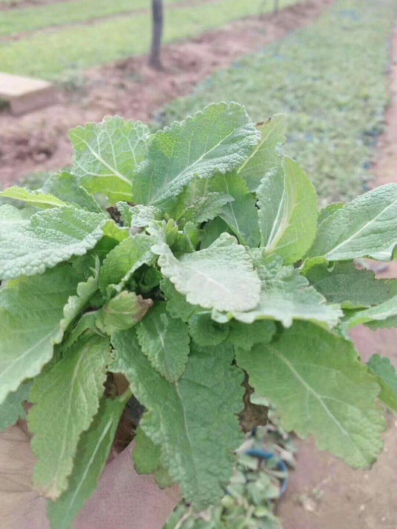 鼠尾草鼠尾草批发基地直供草花和地被鼠尾草
