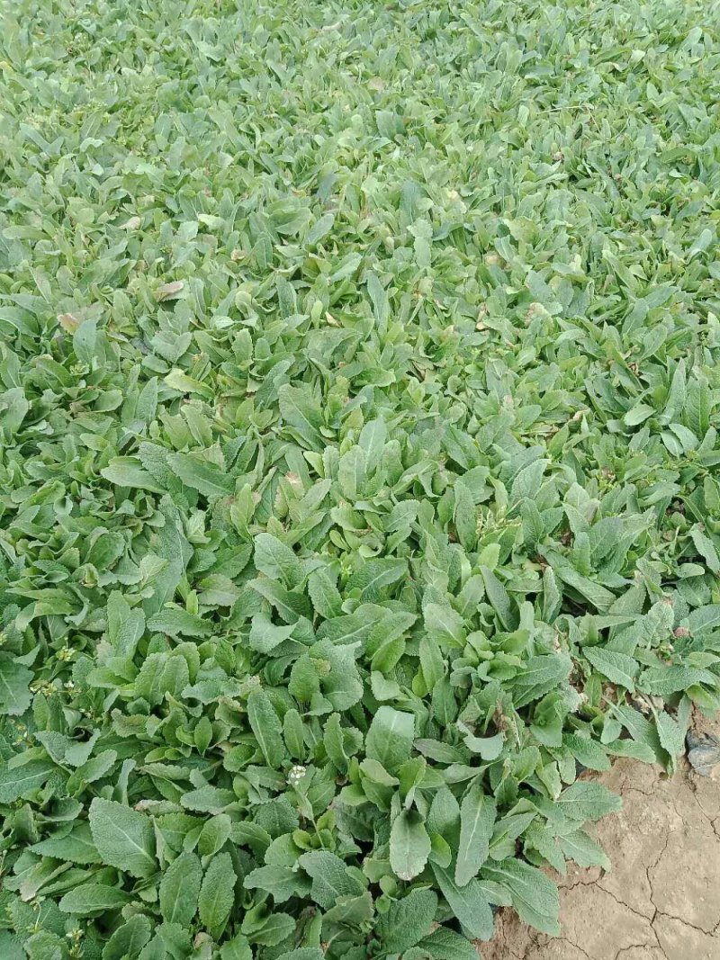鼠尾草鼠尾草批发基地直供草花和地被鼠尾草
