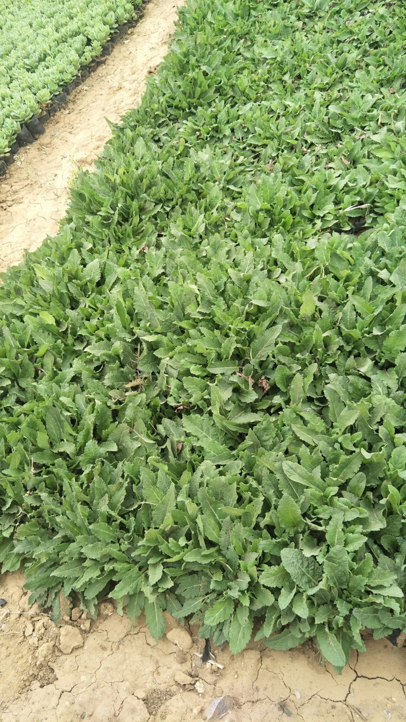 鼠尾草鼠尾草批发基地直供草花和地被鼠尾草