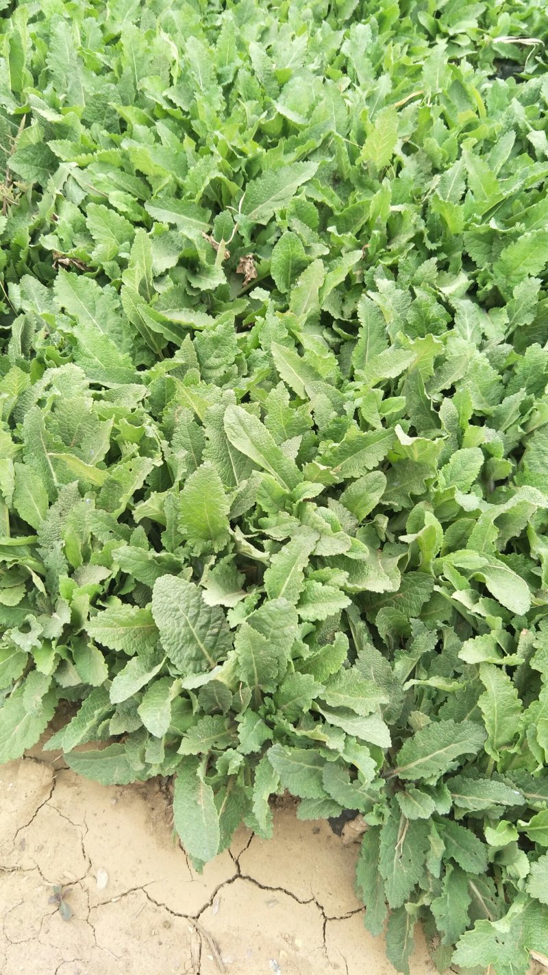 鼠尾草鼠尾草批发基地直供草花和地被鼠尾草