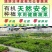 活体盆栽有机蔬菜