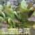 活体盆栽有机蔬菜