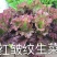 活体盆栽有机蔬菜
