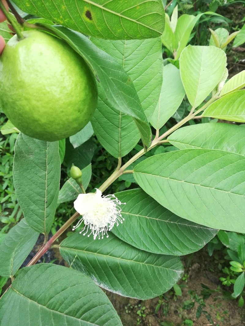 泰国红宝石番石榴苗种植第二年结果