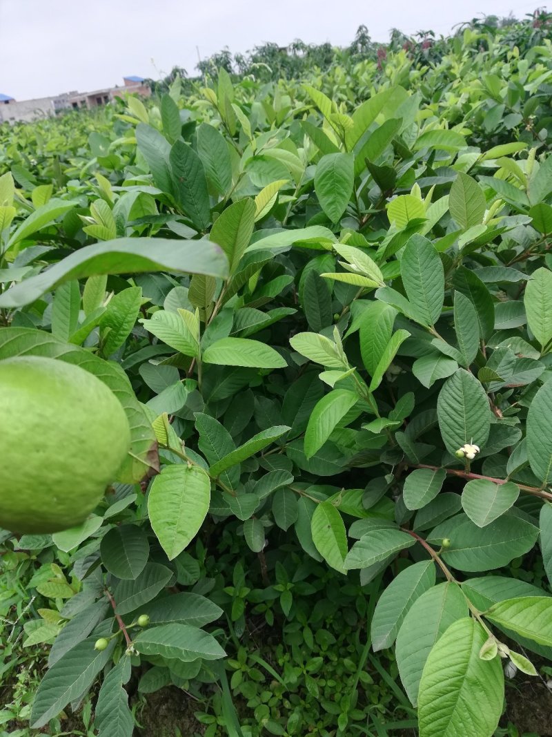 泰国红宝石番石榴苗种植第二年结果