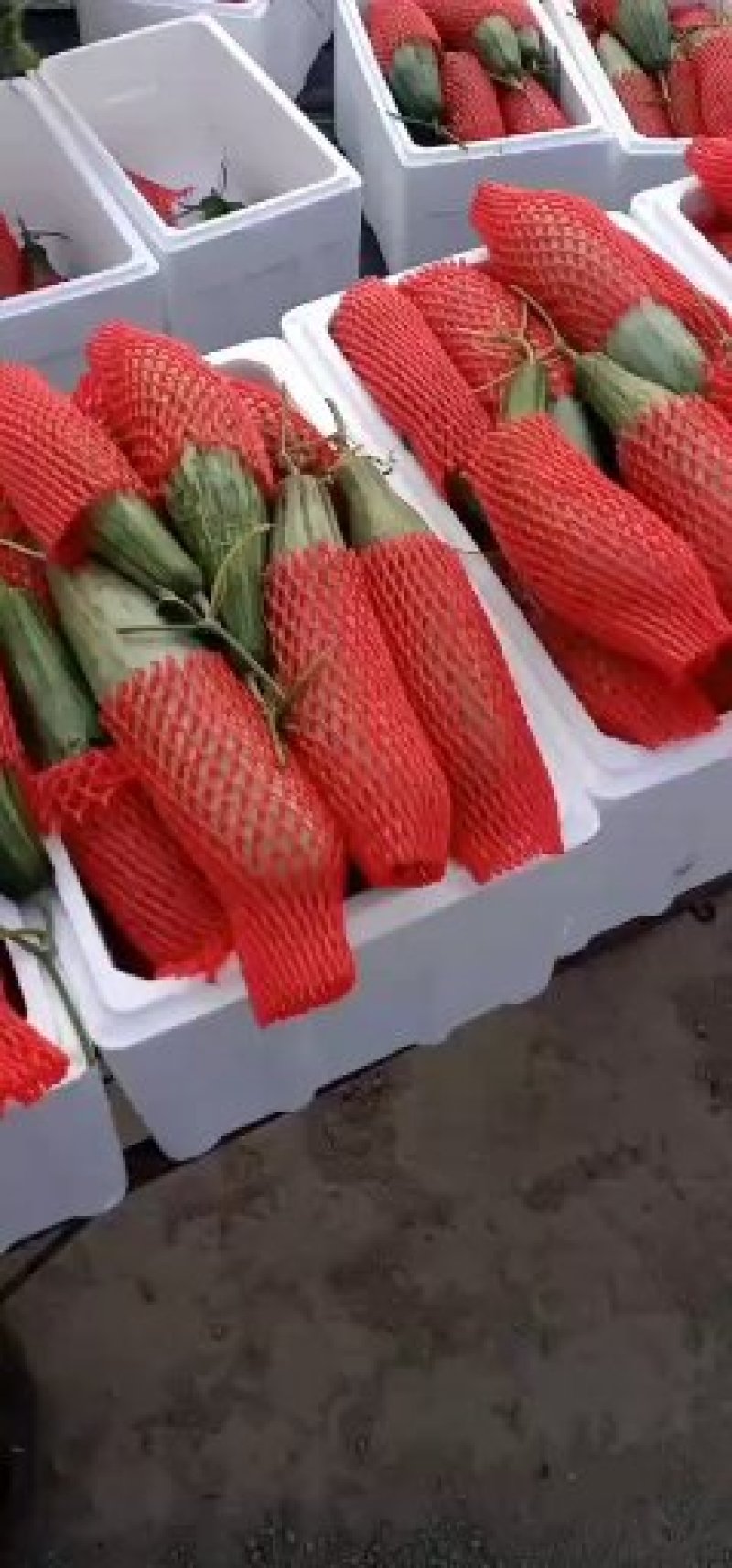 温室羊角蜜甜瓜，脆甜多汁，质量好，报价真实，诚信代办