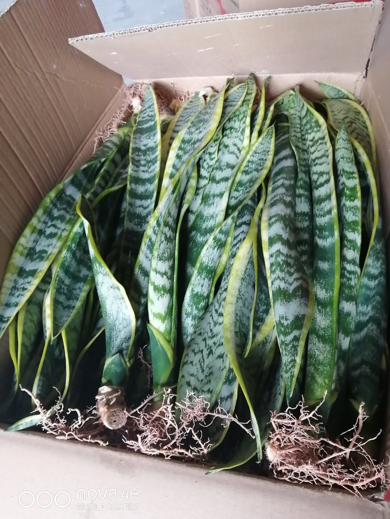 金边长脚矮脚虎皮兰40-50cm矮脚虎皮兰20-25cm