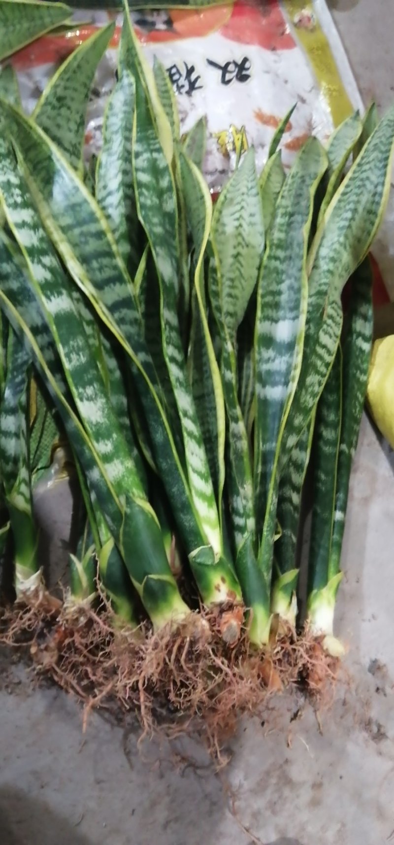 金边长脚矮脚虎皮兰40-50cm矮脚虎皮兰20-25cm