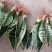 矮脚虎皮兰裸根20-25公分