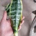 矮脚虎皮兰裸根20-25公分