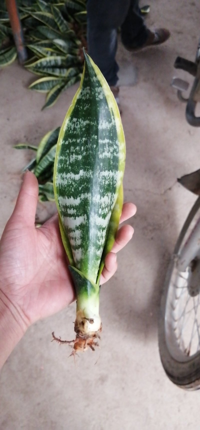 矮脚虎皮兰裸根20-25公分