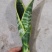 矮脚虎皮兰裸根20-25公分
