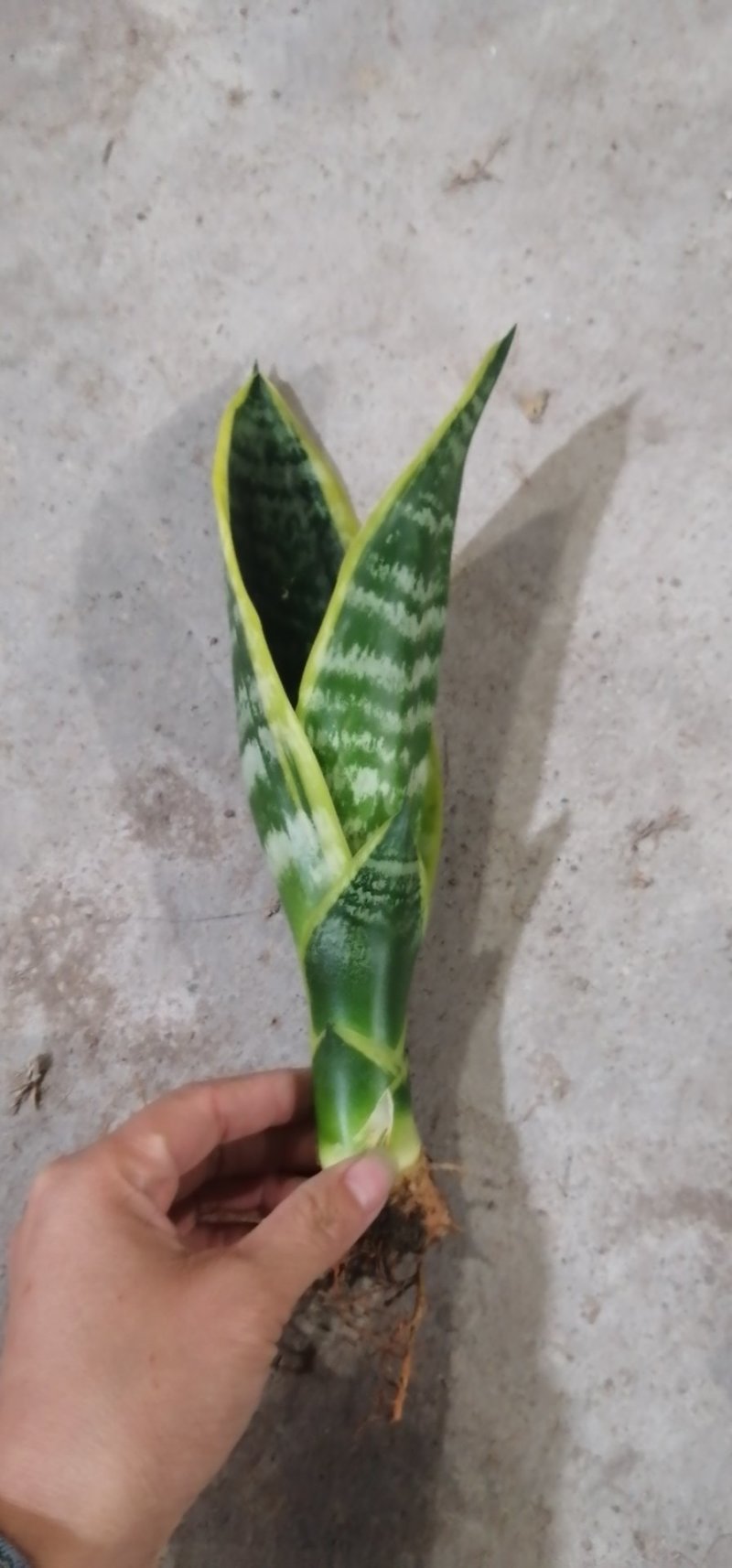 矮脚虎皮兰裸根20-25公分