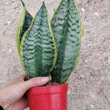 矮脚虎皮兰裸根20-25公分