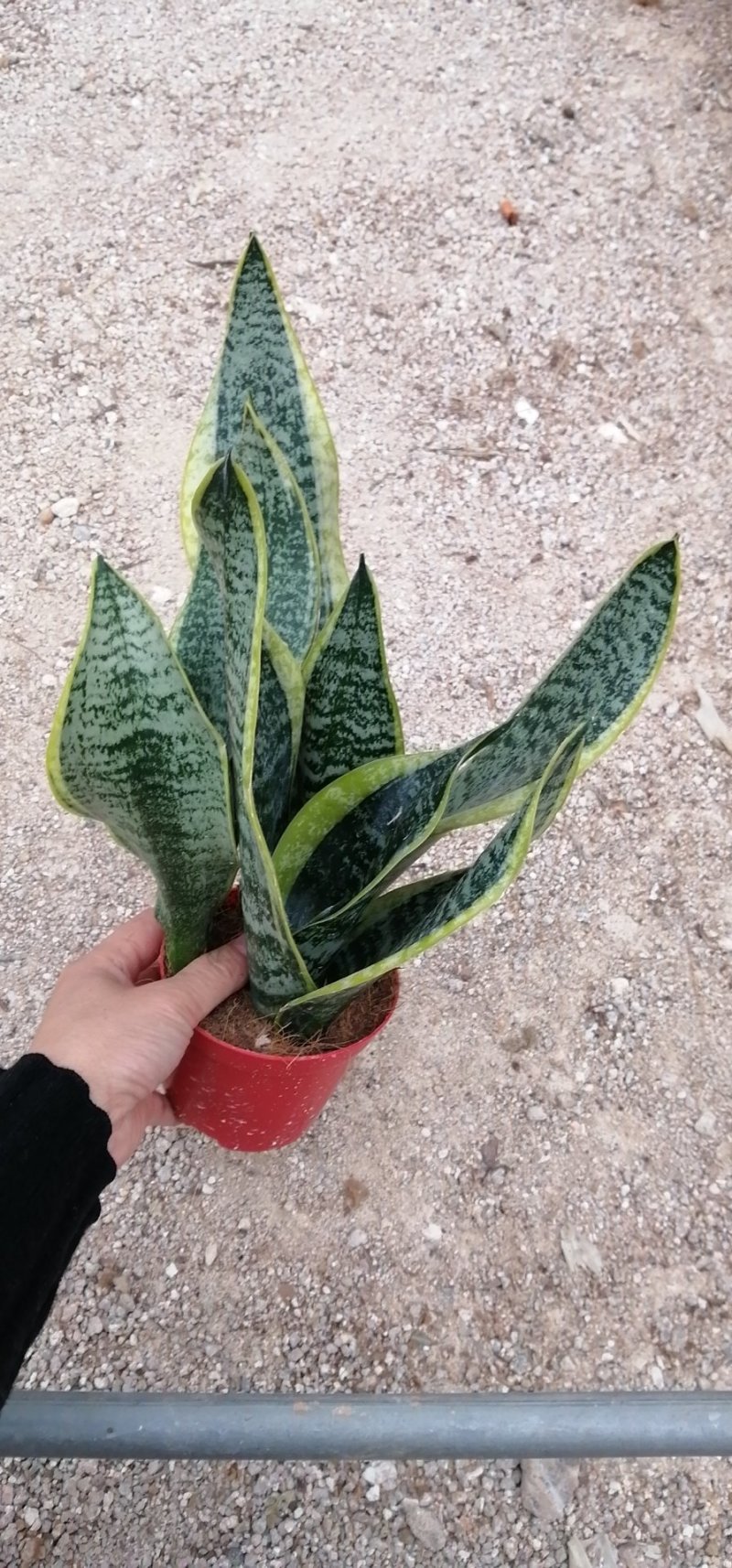 矮脚虎皮兰裸根20-25公分