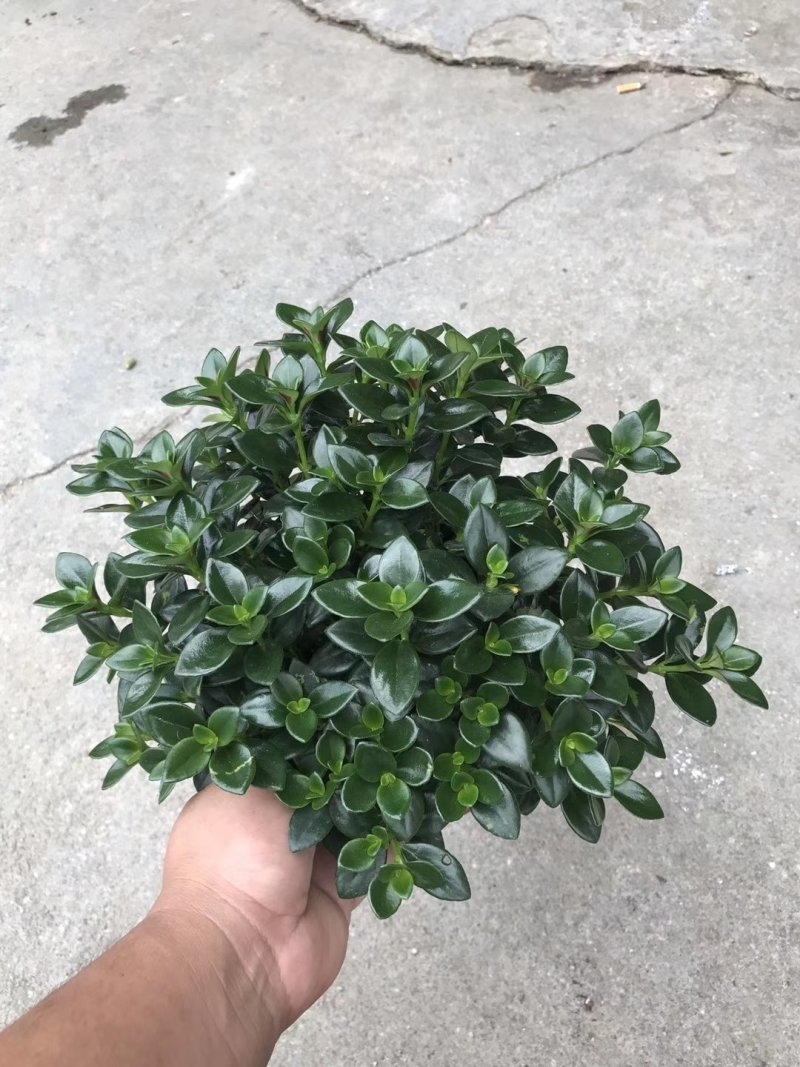 金鱼吊兰