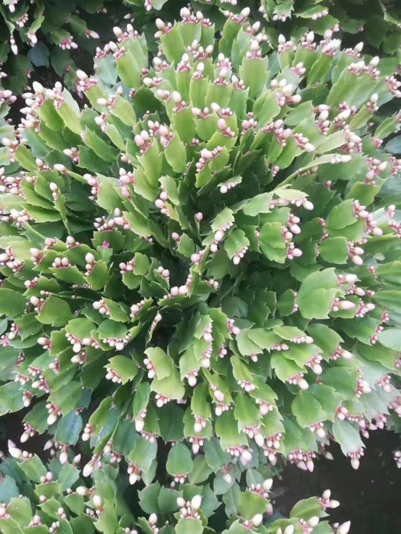蟹爪兰