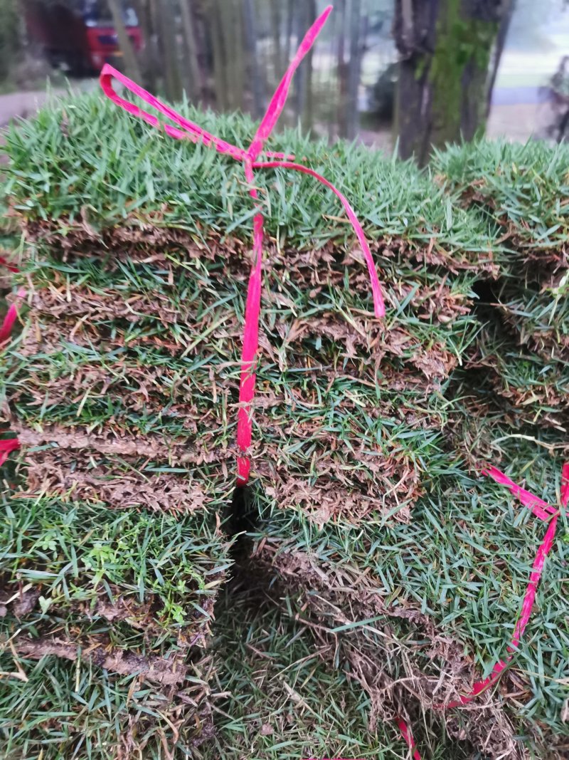 台湾草大量供应，绿化台湾草，草坪，草卷