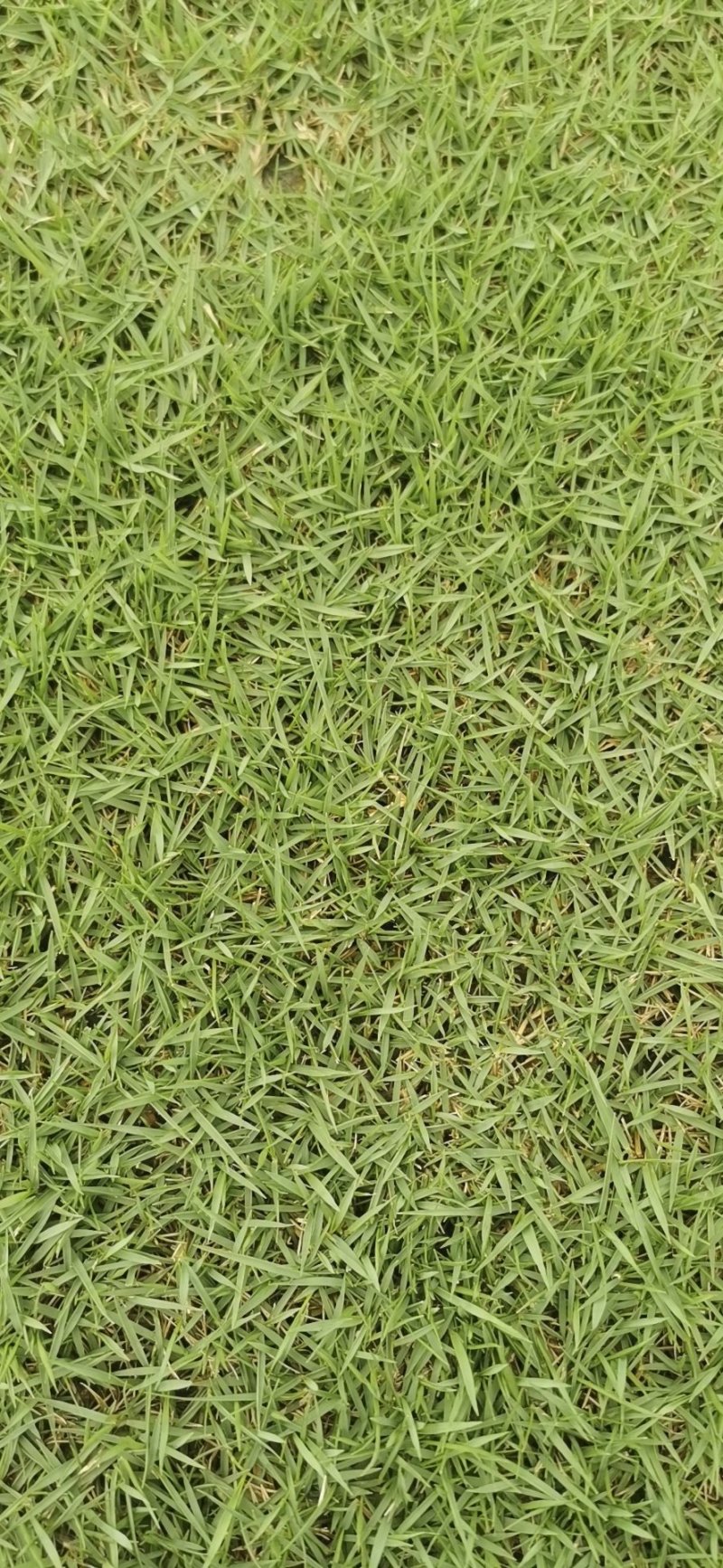 台湾草大量供应，绿化台湾草，草坪，草卷