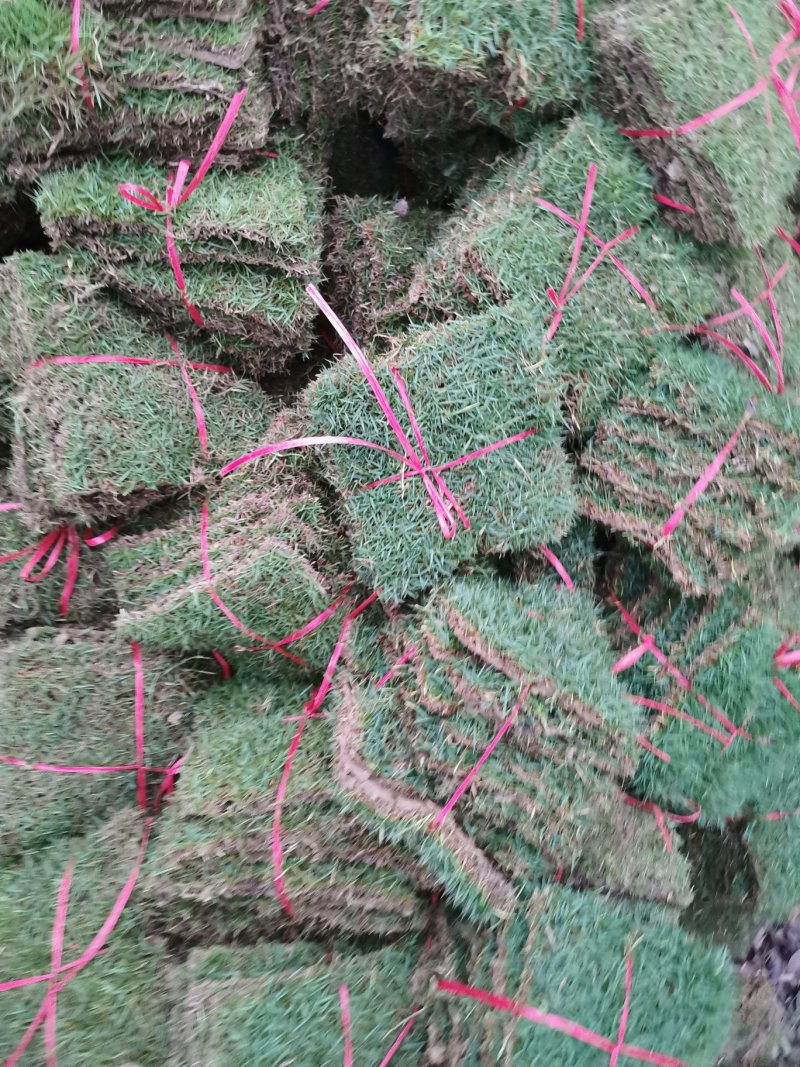 台湾草大量供应，绿化台湾草，草坪，草卷