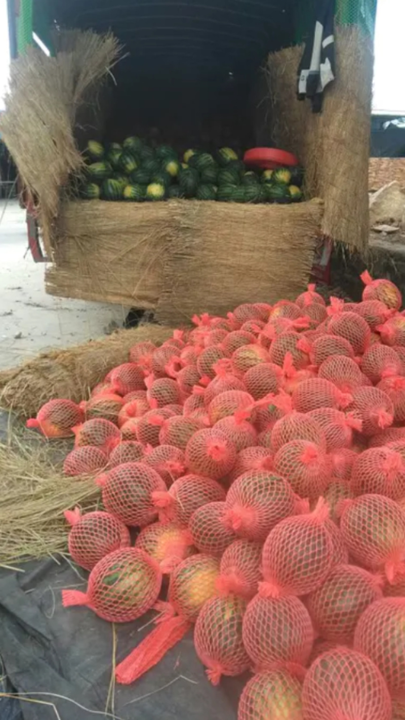 广东甜王西瓜大量上市出货⋯货源充足⋯产地专业代办