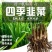 韭菜苗韭菜根紫根宽叶细叶包成活四季可种屋内盆栽净化空气