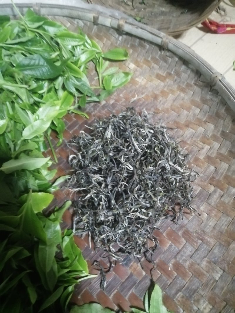 大树茶，生态茶口感响当当，茶多酚含量高