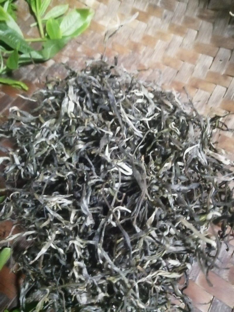 大树茶，生态茶口感响当当，茶多酚含量高