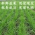 韭菜苗韭菜根紫根宽叶细叶包成活四季可种屋内盆栽净化空气