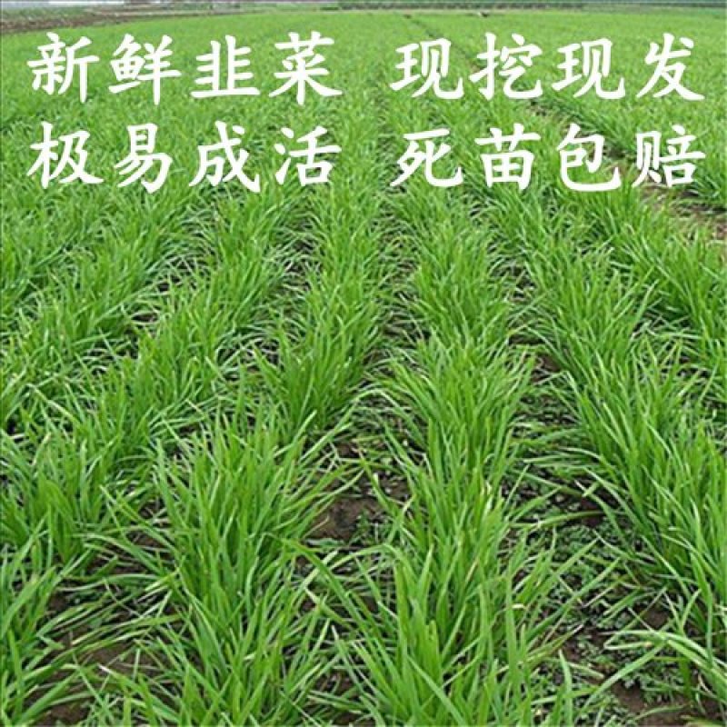 韭菜苗韭菜根紫根宽叶细叶包成活四季可种屋内盆栽净化空气