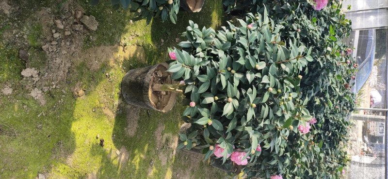 香妃茶花