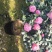 香妃茶花