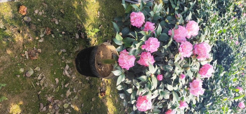 香妃茶花