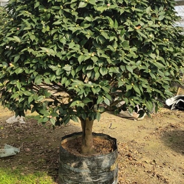 香妃茶花