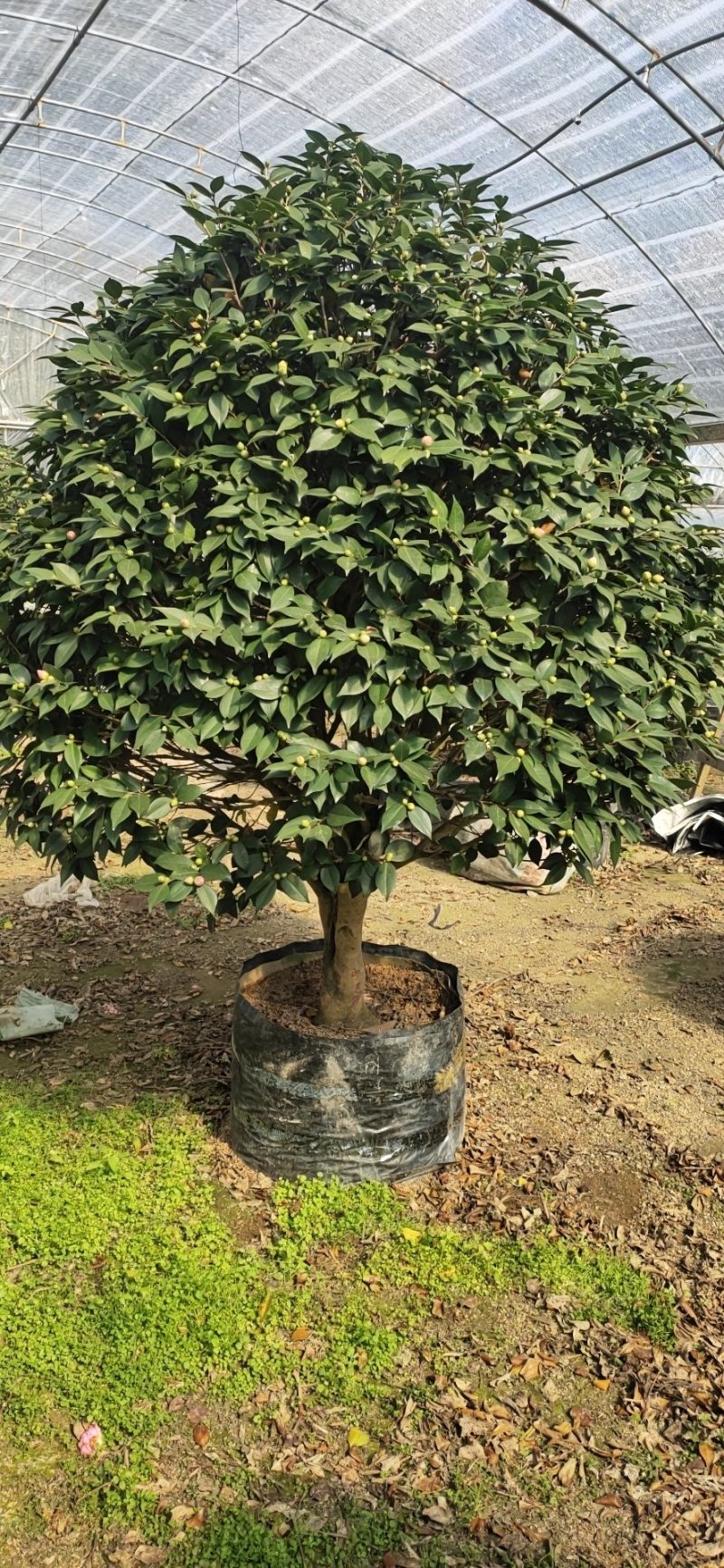 香妃茶花