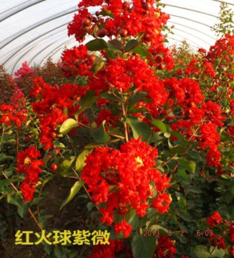 紫薇树苗庭院种植大红色大型美国红火箭紫薇花树苗盆栽绿化风