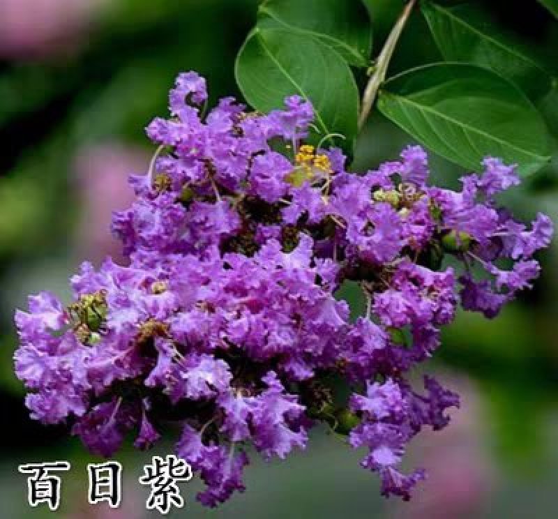 紫薇树苗庭院种植大红色大型美国红火箭紫薇花树苗盆栽绿化风