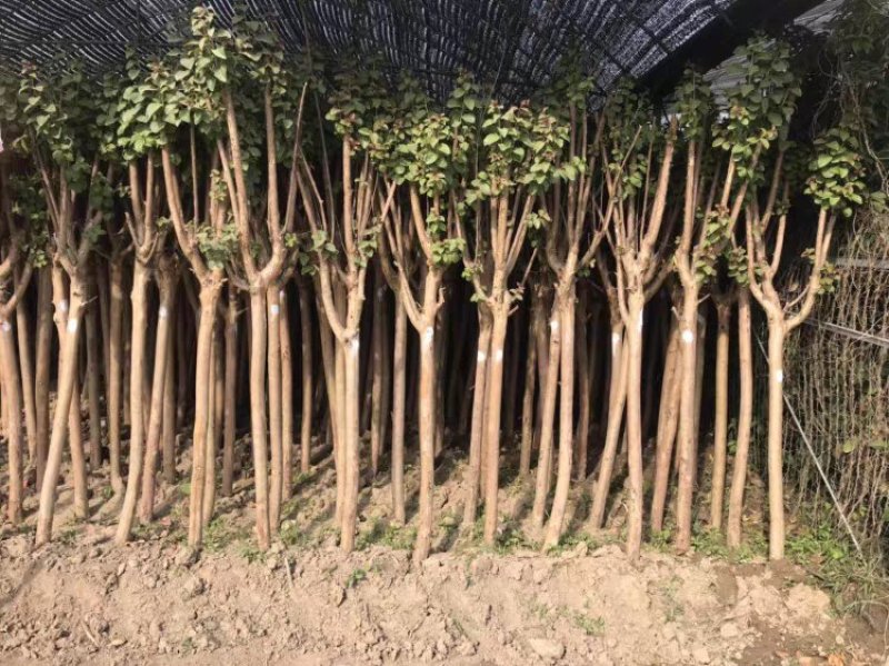 紫薇树苗庭院种植大红色大型美国红火箭紫薇花树苗盆栽绿化风