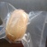 莲藕藕片批发