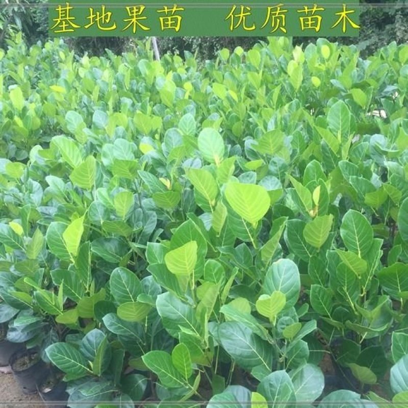 泰国红肉菠萝蜜苗泰国8号泰国12号红肉菠萝蜜苗