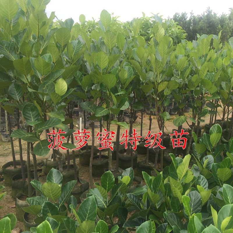 泰国红肉菠萝蜜苗泰国8号泰国12号红肉菠萝蜜苗