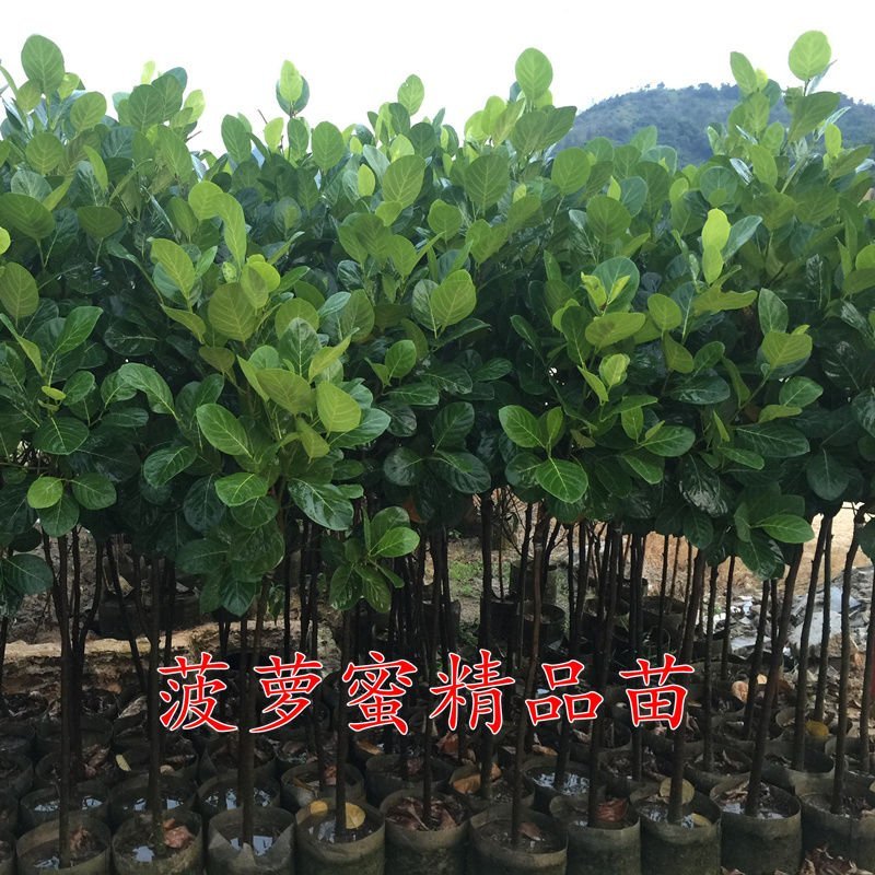泰国红肉菠萝蜜苗泰国8号泰国12号红肉菠萝蜜苗