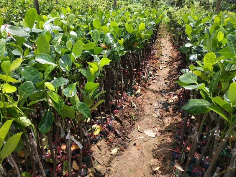 泰国红肉菠萝蜜苗泰国8号泰国12号红肉菠萝蜜苗