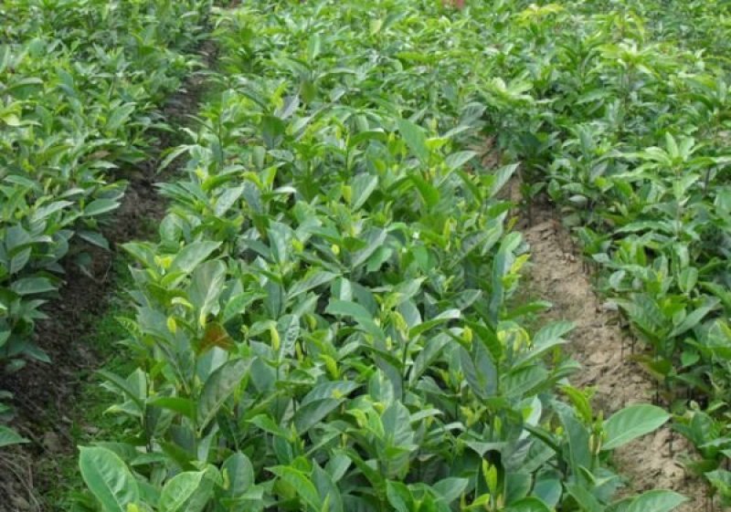 泰国红肉菠萝蜜苗泰国8号泰国12号红肉菠萝蜜苗
