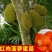 泰国红肉菠萝蜜苗泰国8号泰国12号红肉菠萝蜜苗