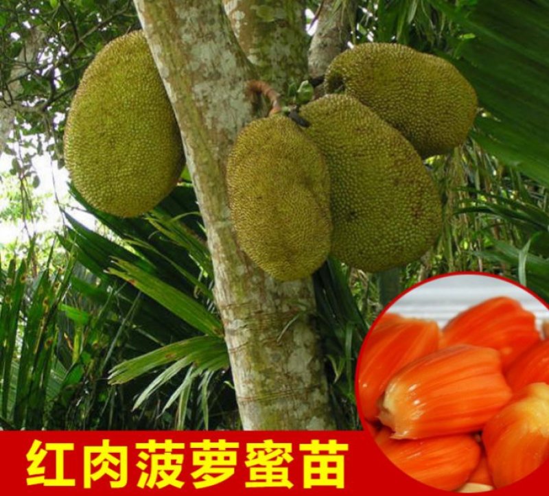 泰国红肉菠萝蜜苗泰国8号泰国12号红肉菠萝蜜苗