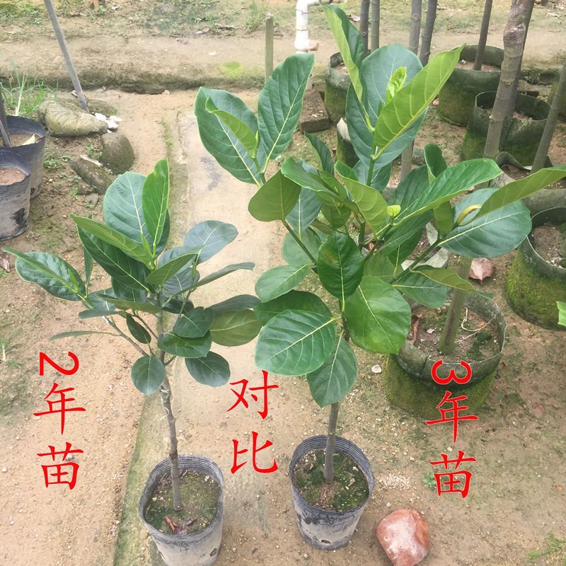 泰国红肉菠萝蜜苗泰国8号泰国12号红肉菠萝蜜苗